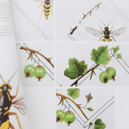 Livro Insectes e Plantes en Peinture á L