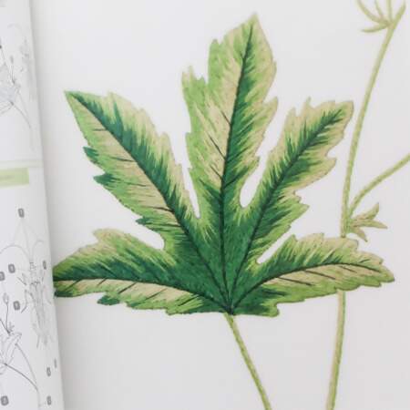 Livro Insectes e Plantes en Peinture á L